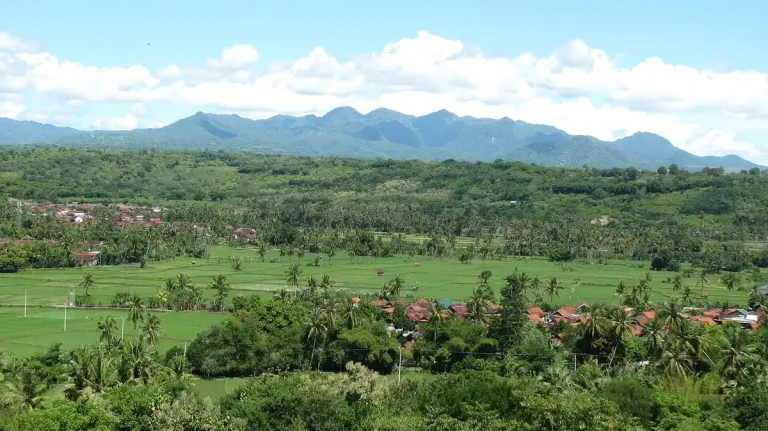 Green paddy fields in Sumbawa during the wet season