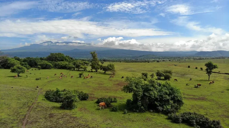 Savanna at the foot of Mount Tambora, Sumbawa