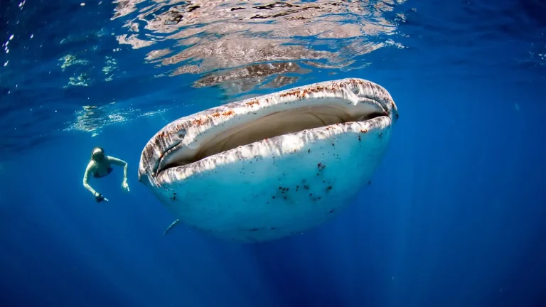 Freediver swimming beside a whale shark in Saleh Bay, Sumbawa