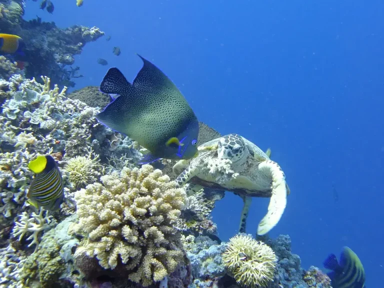 Sea turtle on a coral reef in Moyo Satonda National Park