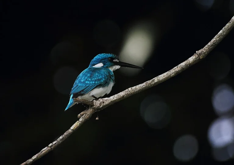 Blue kingfisher perched on a branch in Sumbawa
