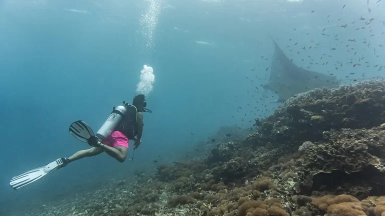 Diver with a manta ray in Komodo National Park