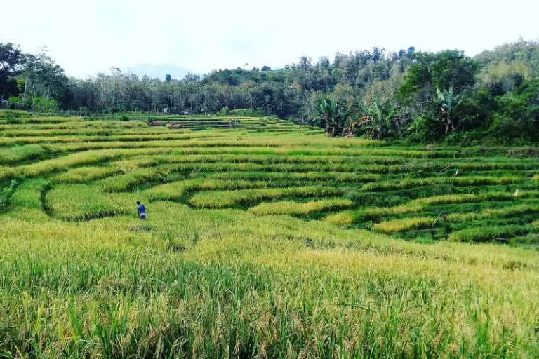 Rice terraces in Dompu, Sumbawa
