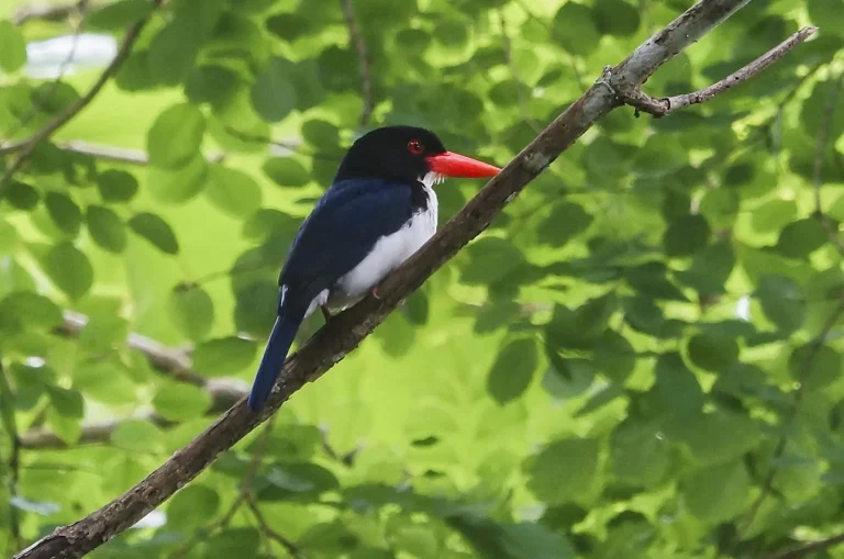 White-rumped kingfisher perched on a branch in Sumbawa